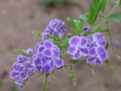 duranta repens