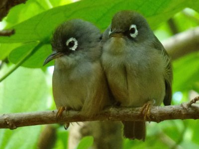 Occhialino di mauritius