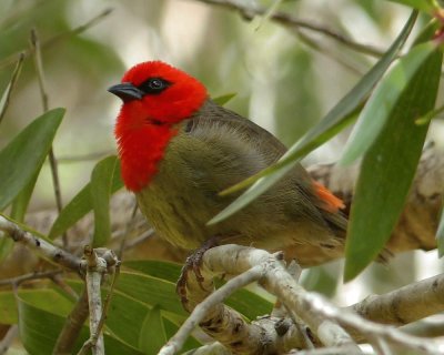 Tessitore di mauritius