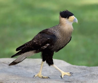 Caracara plancus