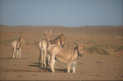 Mongolian wild