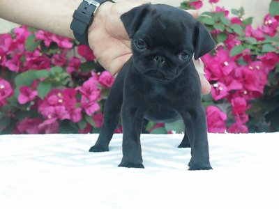 Black Pug