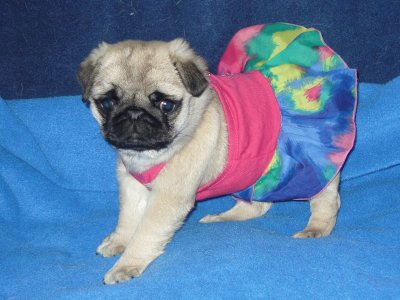 Caribean Pug