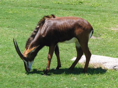 in the grass