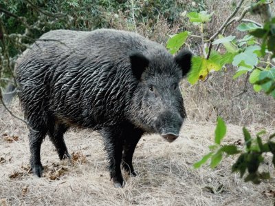 Cinghiale sardo