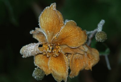 Winterblume