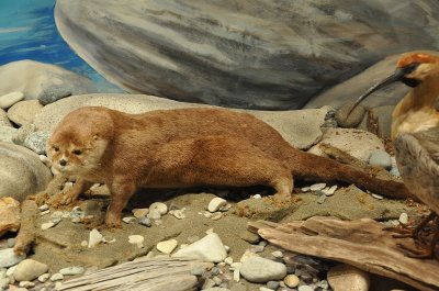 Lontra del fiume meridionale