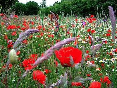 Wild Flowers