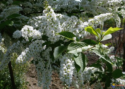 Cerisier Ã¡ grappes