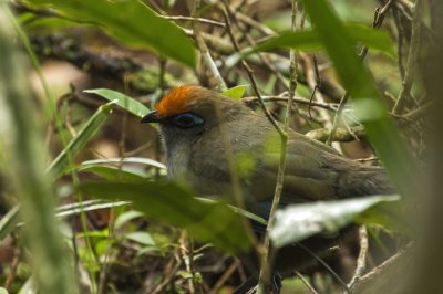 Cua fronterossa