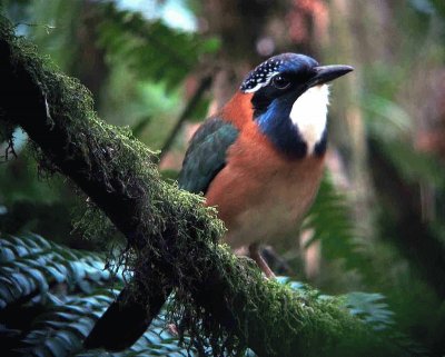 Ghiandaia marina pitta