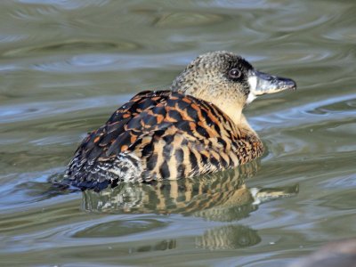 Anatra dal dorsobianco