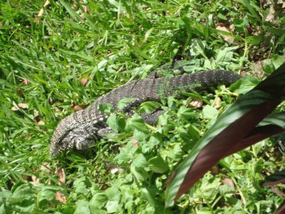 Lagarto visitando