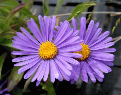 Aster