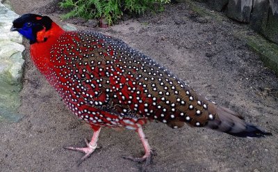 Tragopan satiro