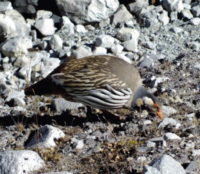 Tetraogallo del tibet