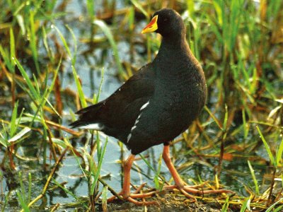 Gallinella minore