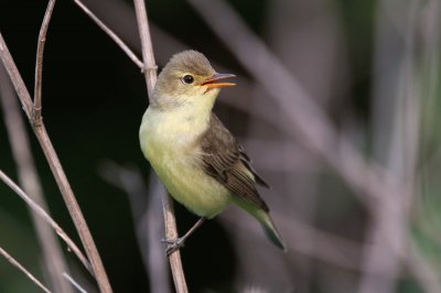 Spotvogel