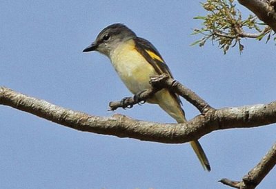 Minivet roseo