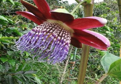 Flor de Gulupa