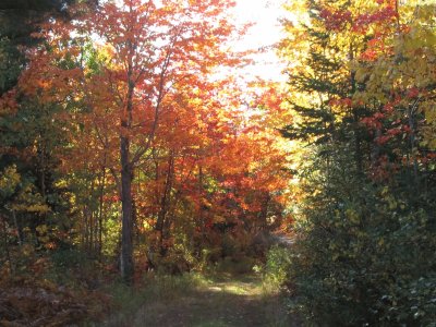 More beautiful trails...