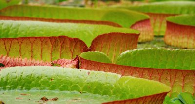 Flor do Amazonas