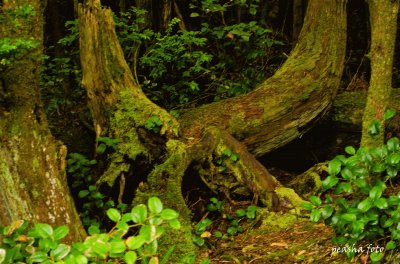 die Schaukel der Cedar Woman