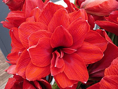 Amaryllis