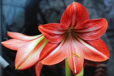 Amaryllis