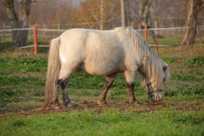 Argentino