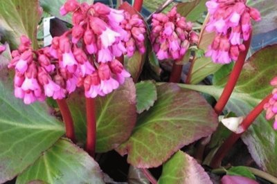 Bergenia