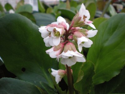 Bergenia