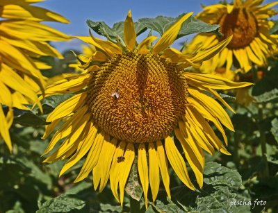 sonnenblumen