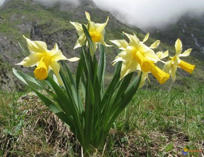 Jonquilles