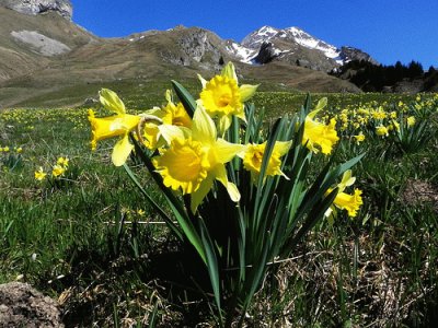 Jonquilles