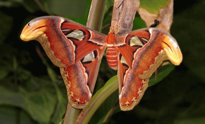 Attacus atlas