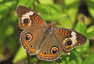 Junonia coenia