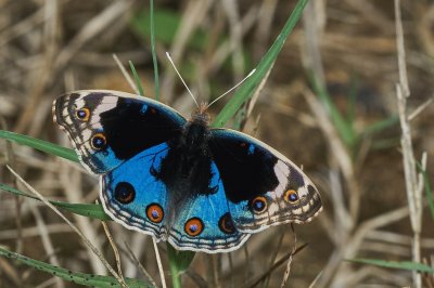 Junionia orithya