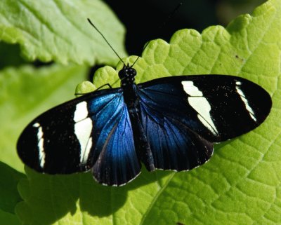 Heliconius sara