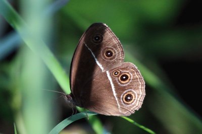 Orsotriaena medus