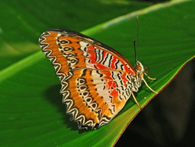 Cethosia biblis