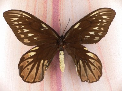 Ornithoptera alexandrae