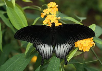 Papilio memnon