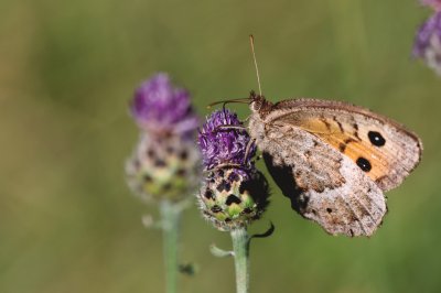 Arancione