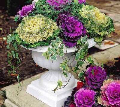 Purple Kale Flower Arrangement