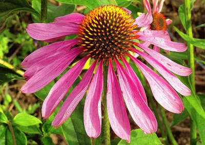 Echinacea