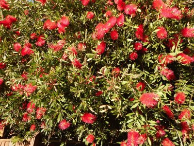 Red flowers