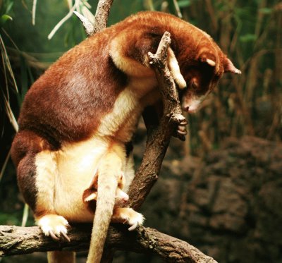 Canguro arboricolo di matschie