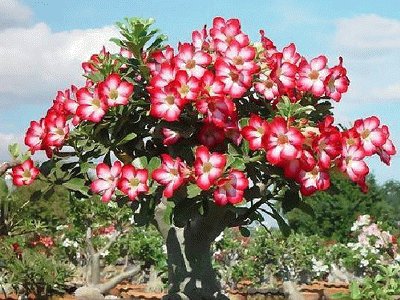 Adenium