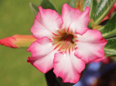 Adenium